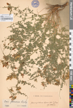 LE 01065533