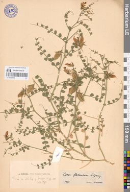 LE 01065534