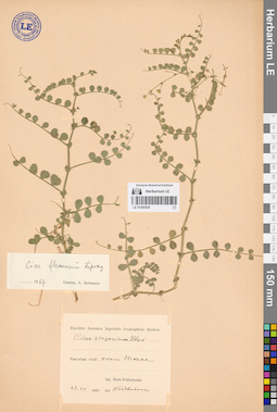 LE 01065535