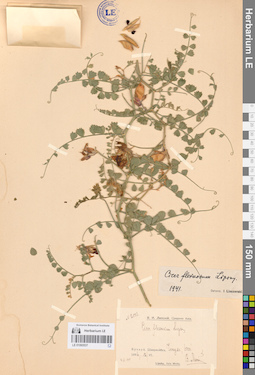LE 01065537