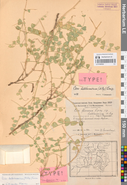 LE 01065524