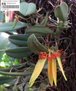 LE 01061882