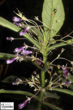 LE 01061307