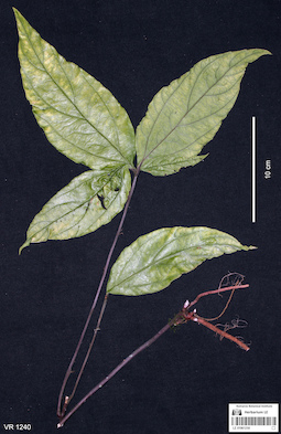 LE 01061250