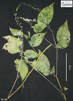 LE 01061256