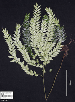 LE 01061258