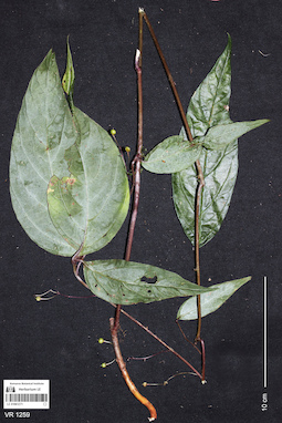 LE 01061271