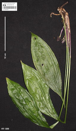 LE 01061202