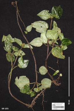 LE 01061207