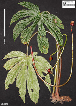 LE 01061212