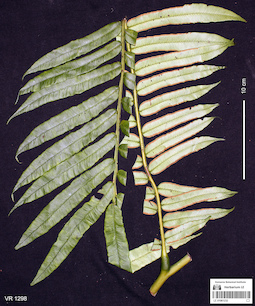 LE 01061232