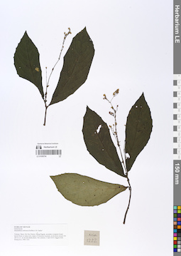 LE 01058704
