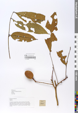 LE 01066849