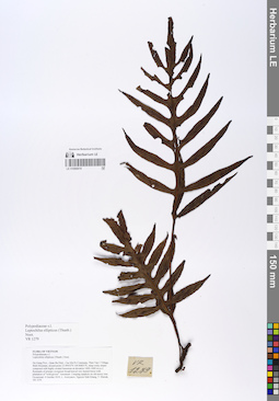 LE 01066910