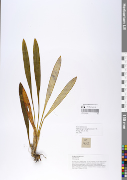 LE 01066962