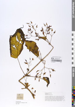 LE 01067073