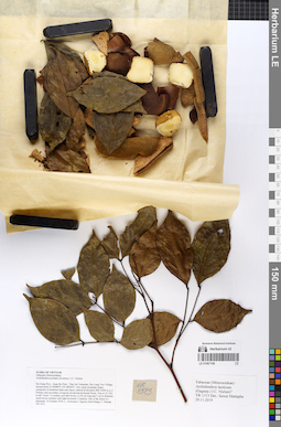 LE 01067106