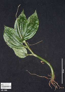 LE 01061238