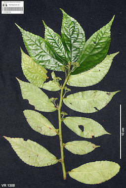 LE 01061236