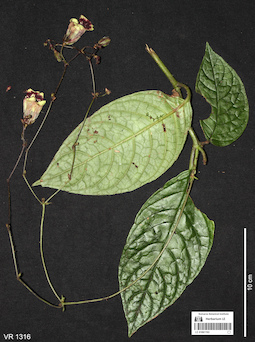 LE 01061193