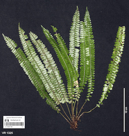 LE 01061190