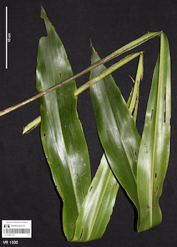 LE 01061170