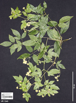 LE 01061171