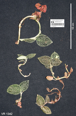 LE 01061121