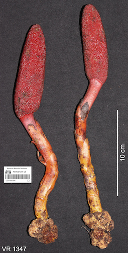 LE 01061184