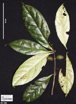 LE 01061137