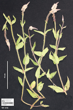 LE 01061047