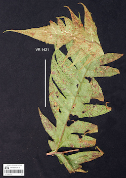 LE 01061101