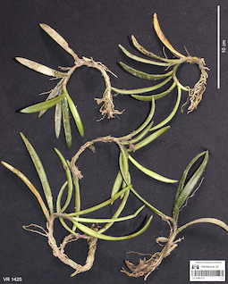 LE 01061117