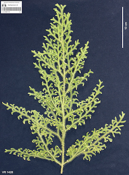 LE 01061119