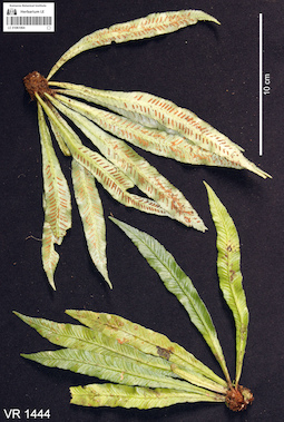 LE 01061064