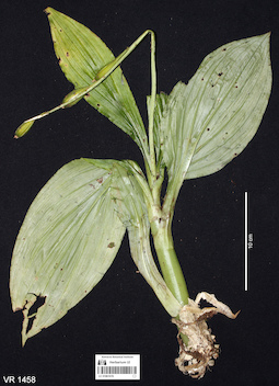 LE 01061070