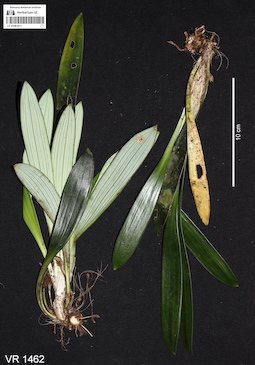 LE 01061011