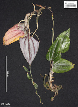 LE 01061018