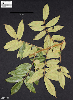 LE 01061014