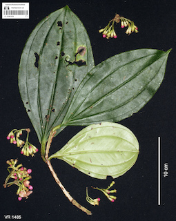 LE 01061028