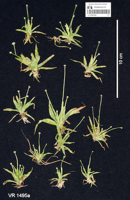 LE 01061036