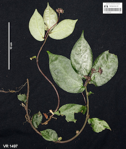 LE 01061033