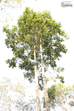 LE 01070158