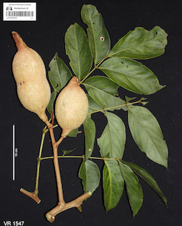 LE 01070151