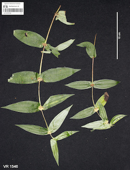 LE 01070152
