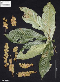 LE 01070154