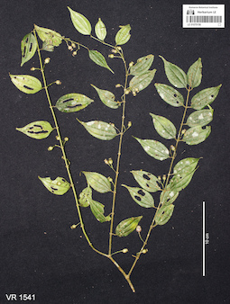 LE 01070156