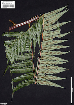 LE 01070162