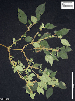 LE 01070160