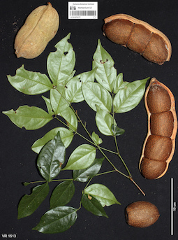 LE 01070177